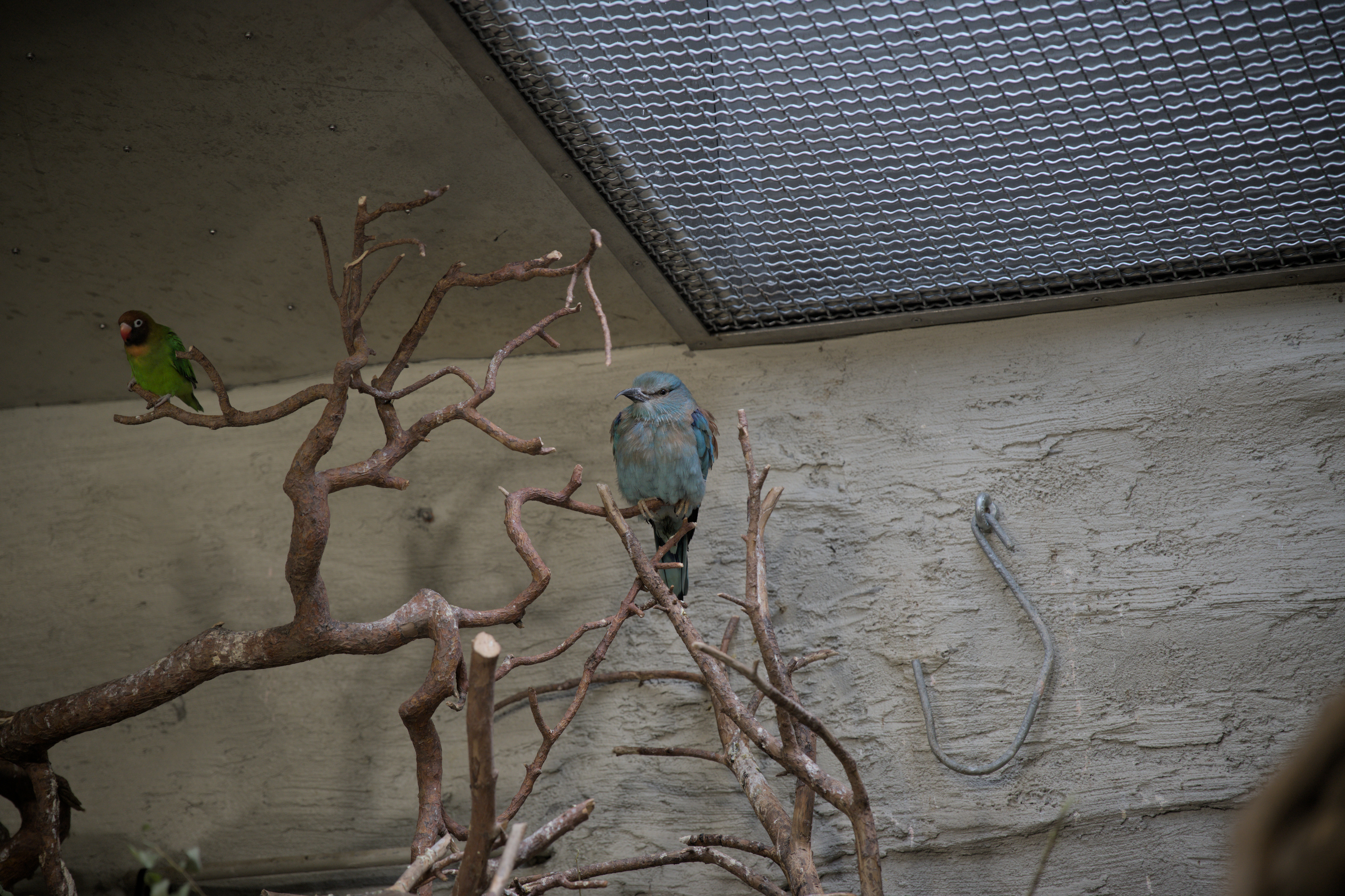 2025/10/12 - zoo/DSC_0318.jpg